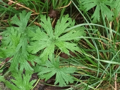 Geranium sylvaticum