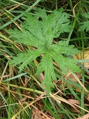 Geranium sylvaticum