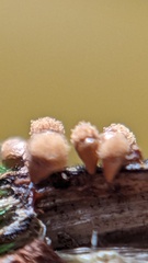 Hemitrichia calyculata