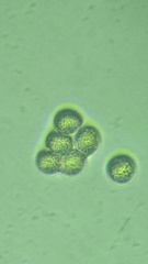 Hemitrichia calyculata