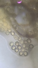 Hemitrichia calyculata