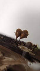 Hemitrichia calyculata