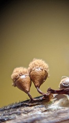 Hemitrichia calyculata