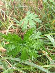 Geranium sylvaticum