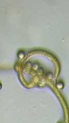 Hemitrichia calyculata