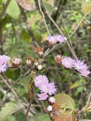 Cyrtocymura scorpioides
