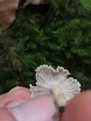 Craterellus cinereus