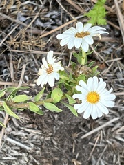 Osmitopsis asteriscoides