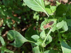 Hypselonotus interruptus