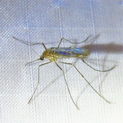 Culiseta inornata