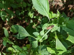 Hypselonotus interruptus