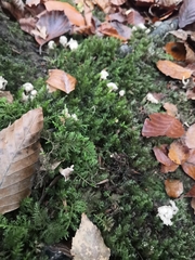 Craterellus cinereus