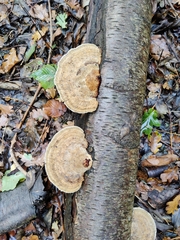 Trametes ochracea