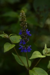 Salvia connivens