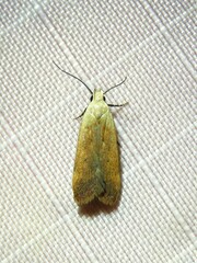 Anacampsis fullonella
