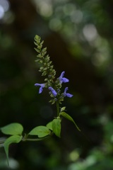 Salvia connivens