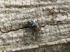 Steatoda ancorata