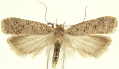 Dichomeris ventrellus