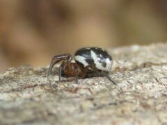 Steatoda ancorata
