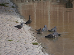 Patagioenas maculosa