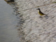 Pitangus sulphuratus