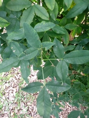 Laburnum anagyroides