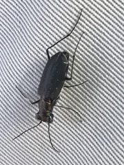 Cicindela punctulata punctulata