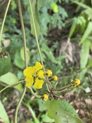 Stigmaphyllon bonariense