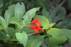 Salvia miniata