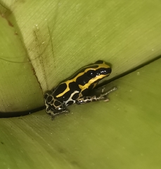 Ranitomeya variabilis