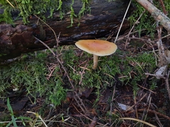 Gymnopilus penetrans