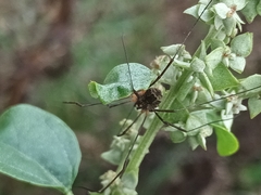 Lacinius dentiger