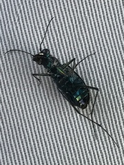Cicindela punctulata punctulata