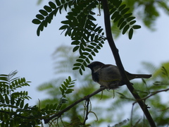 Passer domesticus
