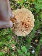 Gymnopilus penetrans