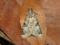 Melipotis famelica