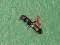 Cephalotes