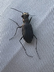 Cicindela punctulata punctulata