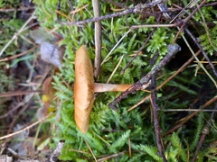 Gymnopilus penetrans