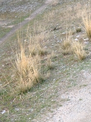 Stipa lagascae
