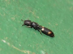 Cephalotes