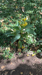 Canna × generalis
