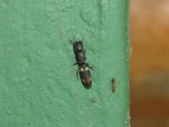 Cephalotes