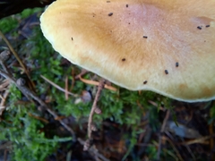 Gymnopilus penetrans