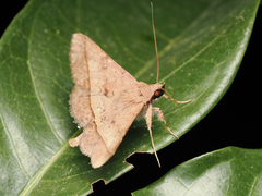 Hypospila bolinoides