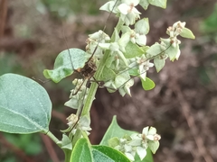 Lacinius dentiger