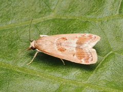 Syntonarcha iriastis