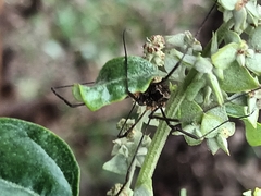 Lacinius dentiger