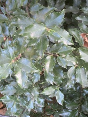 Osmanthus heterophyllus