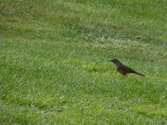 Turdus rufiventris